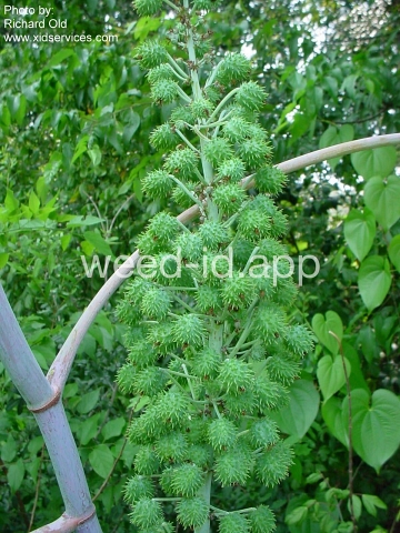 castorbean